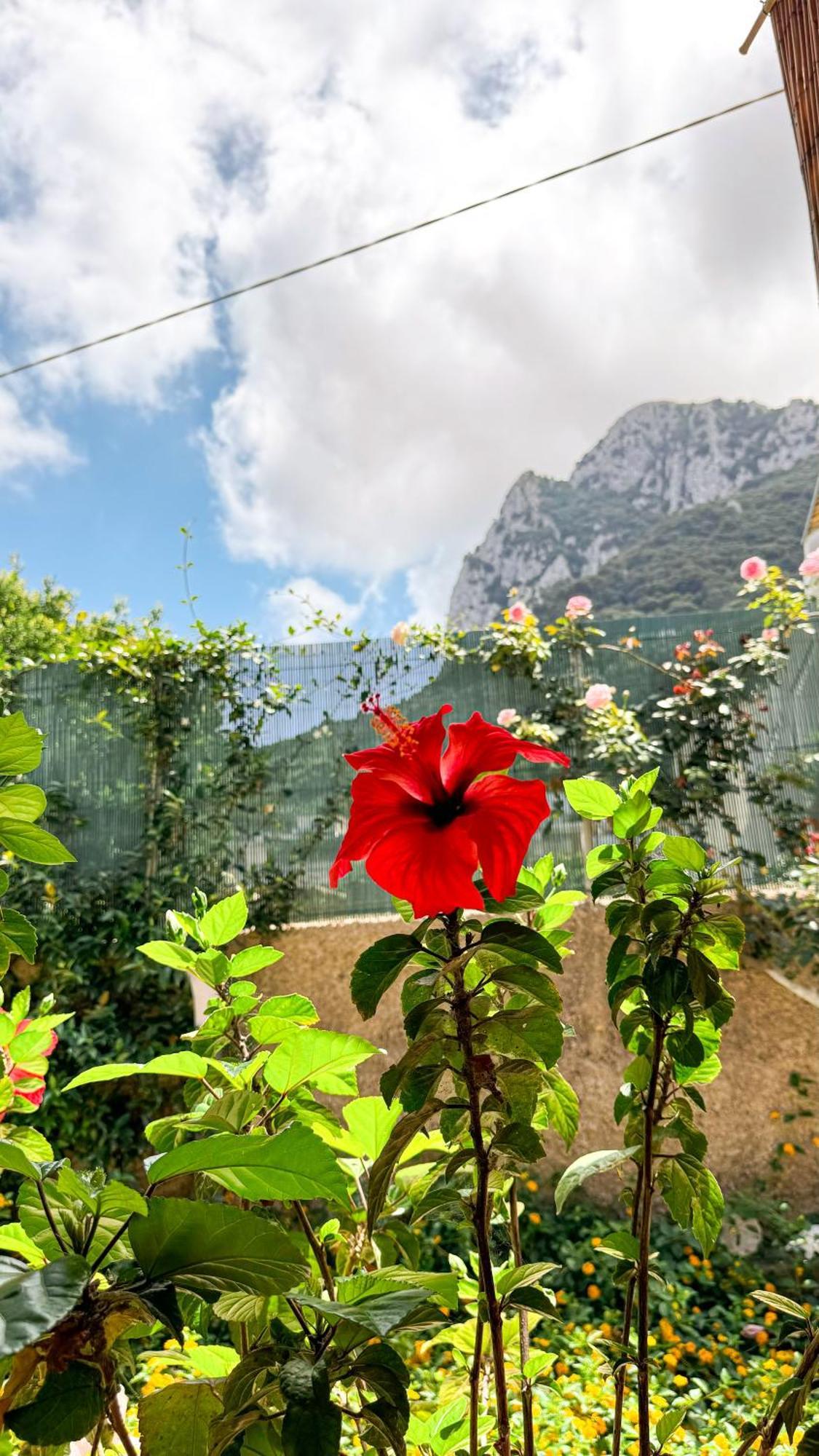 Il Cigno B&B Capri Ngoại thất bức ảnh