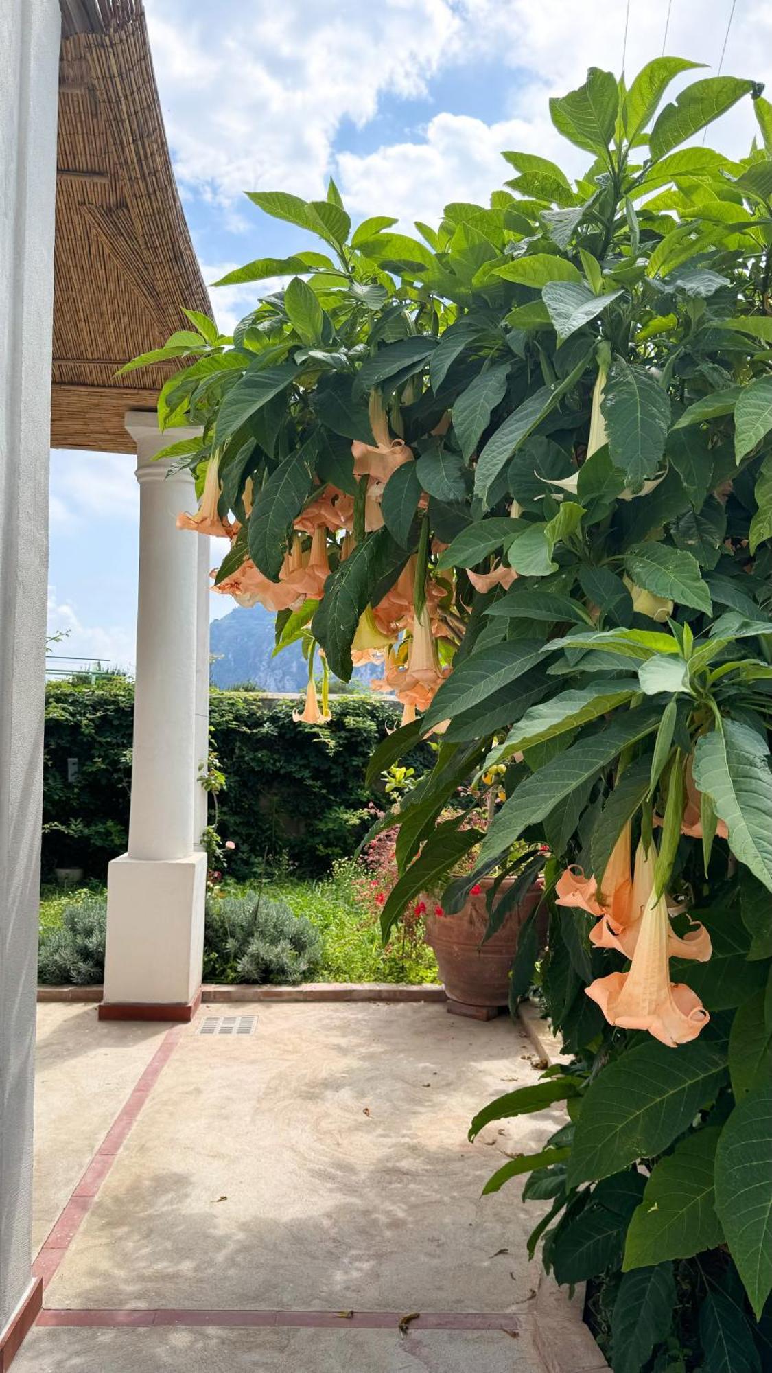 Il Cigno B&B Capri Ngoại thất bức ảnh